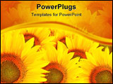 PowerPoint Template - beautiful of yellow Sunflower blossum in field
