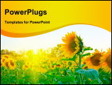 PowerPoint Template - beautiful sunflowers at field