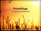 PowerPoint Template - Nice golden sunset over on wheat field