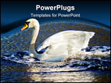 PowerPoint Template - This swan was photographed at St Monans in the East Neuk of Fife, Scotland.