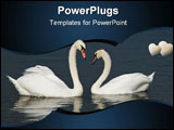 PowerPoint Template - Two Mute Swans Cygnus olor looking at each other with bend necks