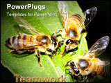 PowerPoint Template - Three Honey Bees Feeding and Working Together