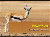 PowerPoint Template - A graceful Thomson Gazelle beautiful posing for a photograph