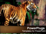 PowerPoint Template - A tiger in the jungle