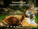 PowerPoint Template - Full-body shot of a Siberian Tiger laying down.