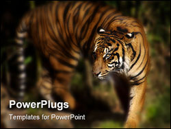 PowerPoint Template - beautiful siberian tiger