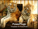 PowerPoint Template - two tigers are resting in the shade