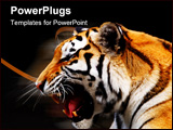 PowerPoint Template - one bengal big tiger on a black background