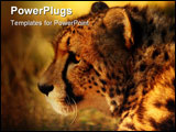 PowerPoint Template - Portrait of a prowling cheetah at sunset
