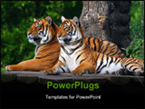 PowerPoint Template - Two adult tigers resting on a wooden pavement. photo taken at the Prague Zoo
