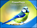 PowerPoint Template - a photo of mockingbirds (blue and great tit) in wintertime