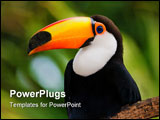 PowerPoint Template - Toco Toucan in deep vegetation in hi resolution