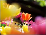PowerPoint Template - Colorful tulips in bright sunlight with shallow focus