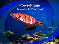 PowerPoint Template - Hawksbill Turtle swiming like flying at Maldives
