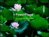 PowerPoint Template - Two lotus flowers blooming in the pool