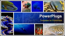 PowerPoint Template - Collage of the colorful underwater life in Asia