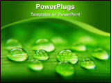 PowerPoint Template - Water drops on plant leaf, close-up background