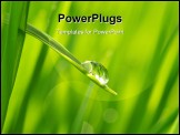 PowerPoint Template - Dew drop on a blade of grass