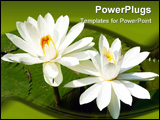 PowerPoint Template - Beautiful water lilys in botanical garden in China