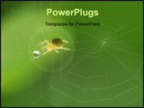 PowerPoint Template - he spider built up its web hoping for food. As the wind blew the drop of water wiggled in place att
