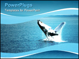 PowerPoint Template - Whale watching in Brisbane. Humpback whale seen launching out of the water.