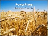 PowerPoint Template - Focus on wheat ears in wheat field.
