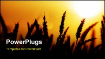 PowerPoint Template - Field of wheat at sunset showing the golden grains