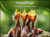 PowerPoint Template - Wild Birds - great detail
