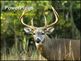 PowerPoint Template - A Whitetail deer buck close-up head shot.