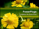 PowerPoint Template - beautiful cluster of vibrant yellow daisy flower macro