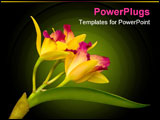 PowerPoint Template - yellow cattleya orchid from hawaii