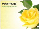 PowerPoint Template - One big shining yellow rose isolated on the white background. Image with space for text. .