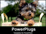 PowerPoint Template - Little Yorkie in basket