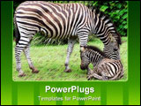PowerPoint Template - zebra with baby