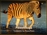 PowerPoint Template - Plains Zebra walking in water, late afternoon, Etosha National park, Namibia