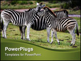 PowerPoint Template - Zebras meeting on the African grassy plains